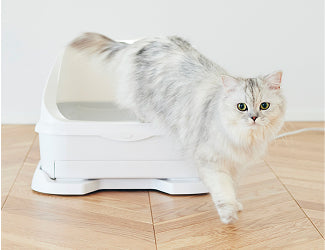 猫3