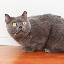 猫5
