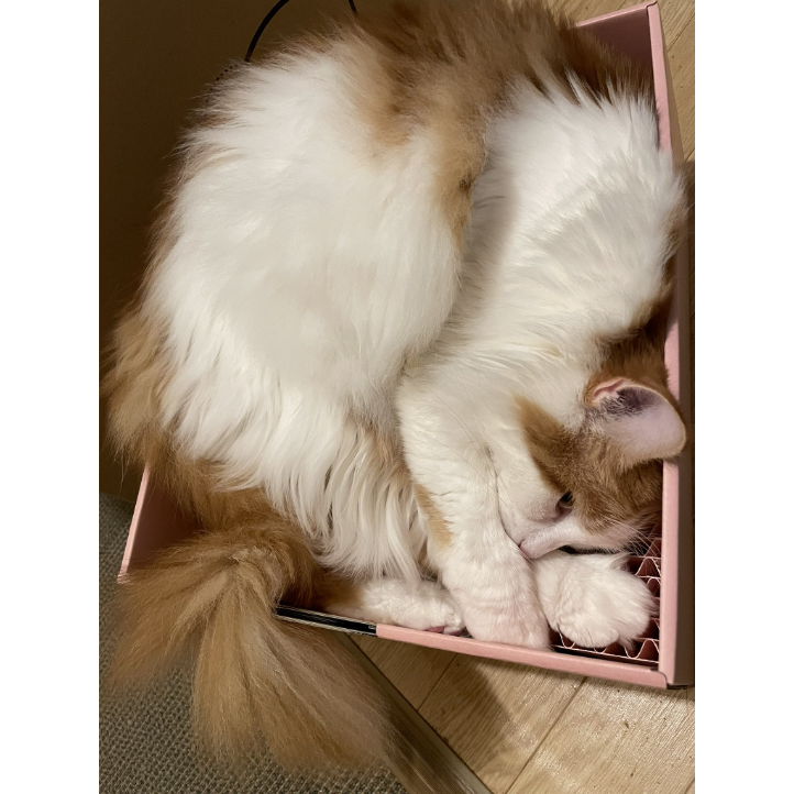 【旧MZDAO会員様用】MZDAO限定爪とぎBOX