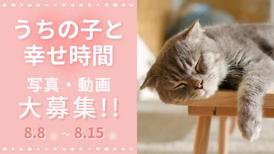 8月8日は世界猫の日。皆さまの“うちの子と幸せ時間”を募集します🐾