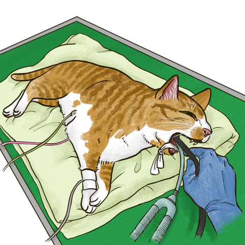 下痢や嘔吐が続く場合に疑われる、ねこの慢性腸炎について