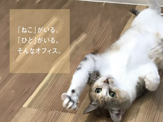 「ねこ」と「ひと」が一緒に過ごす夢のオフィス＠江ノ島。沢山のこだわりのポイントをご紹介！