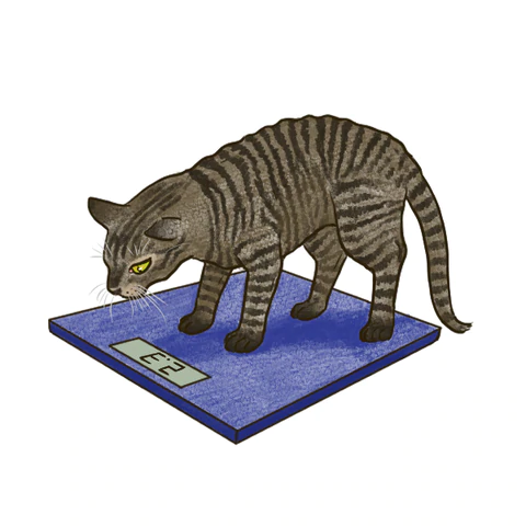ねこの体重が減ってきた!? 1か月で5％以上減少は要注意！体重減少で考えられる原因を解説