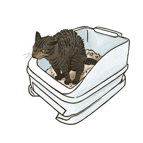 踏ん張っても便が出ない、食欲が落ちた。それって便秘の症状かも？ねこの便秘や便の状態について解説