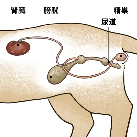 ねこの膀胱結石について