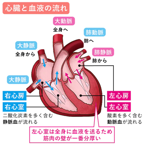 ねこの心筋症について