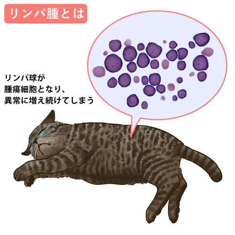 ねこの腫瘍で最も多いリンパ腫について。症状や検査、治療と予後について解説