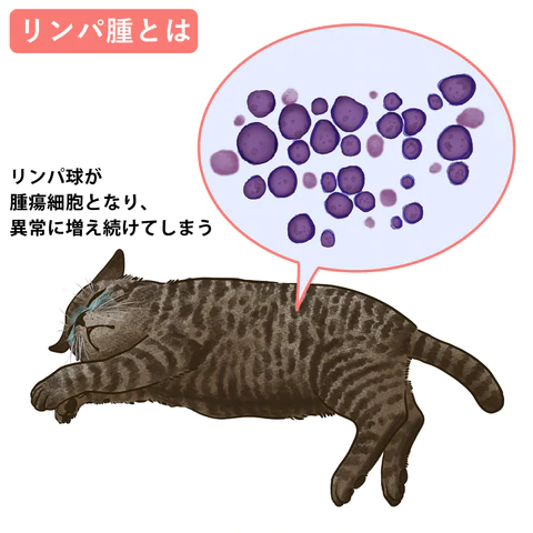 ねこのリンパ腫