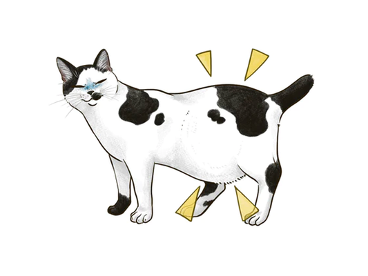 ねこのお腹が張ってきた？急激な変化は要注意！ 腹囲膨満で疑われる病気とは。