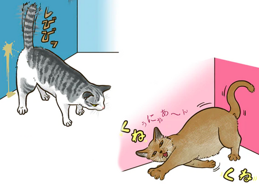 ねこの夜鳴きとは？原因と対策をねこの年齢別に解説。