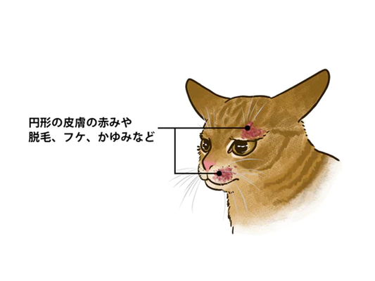 ねこの皮膚糸状菌症