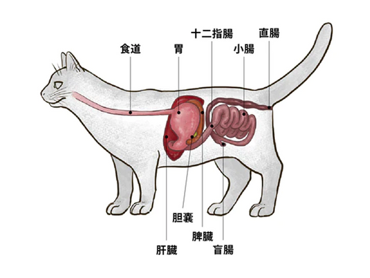 ねこの腫瘍が発生する最も多い部位は消化管。ねこの消化管腫瘍について解説