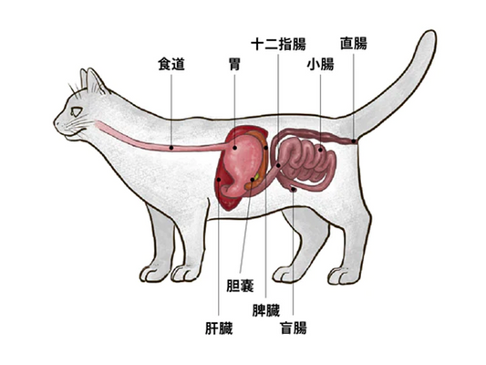 ねこの消化管腫瘍について