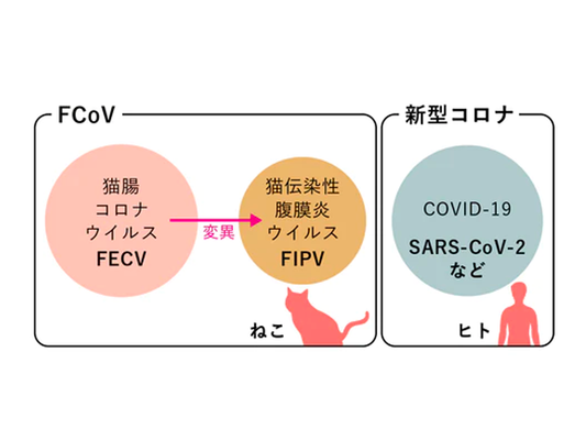 猫伝染性腹膜炎（FIP）とは