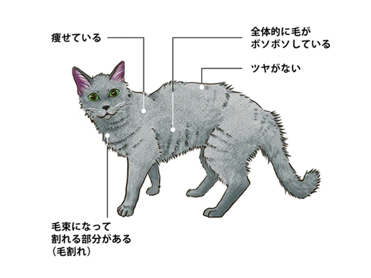突然食欲が増えた、は病気のサイン！？ねこの過食について