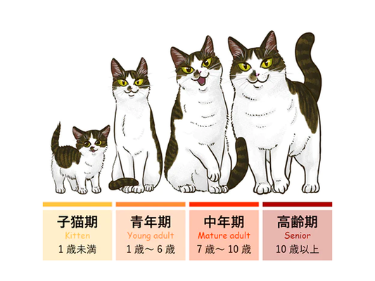 ねこの平均寿命はどのくらい？