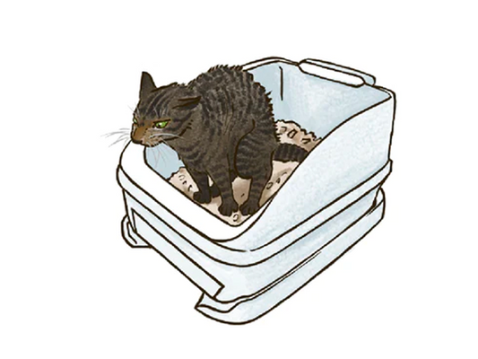 ねこの便秘について