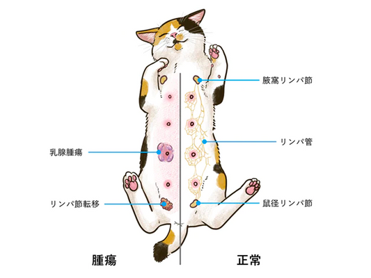 ねこの乳腺腫瘍について