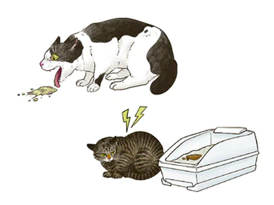 突然の嘔吐や下痢は急性胃腸炎の可能性も。ねこの急性胃腸炎の原因や治療について