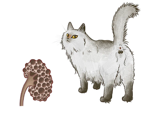 ペルシャに多い？ねこの腎臓の病気「多発性嚢胞腎」とは