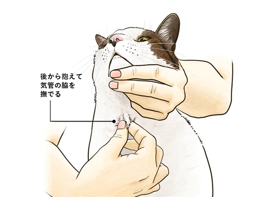 高齢ねこに多い甲状腺機能亢進症。ねこの甲状腺と甲状腺ホルモンの役割とは？