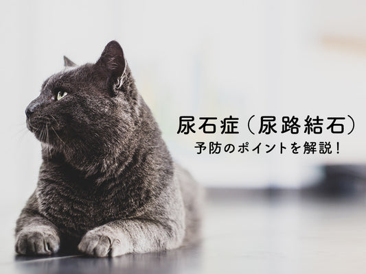命に関わる症状も引き起こす尿石症（尿路結石）。予防のポイントはフードと水