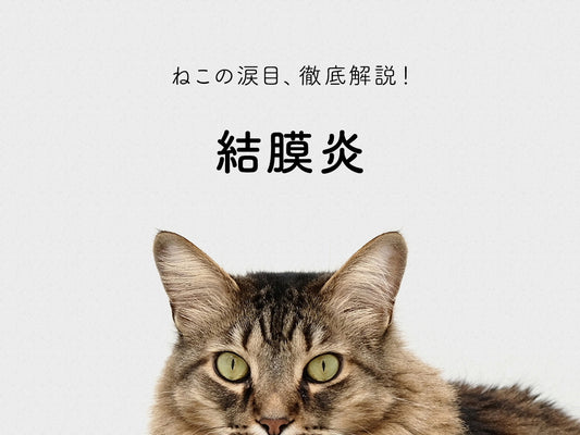 結膜炎 | ねこの涙目、考えられる病気とは？