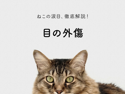 目の外傷 | ねこの涙目、考えられる病気とは？