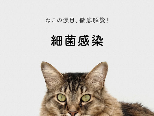 細菌感染 | ねこの涙目、考えられる病気とは？