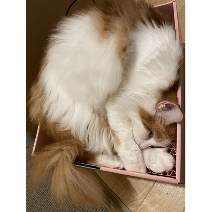 【旧MZDAO会員様用】MZDAO限定爪とぎBOX